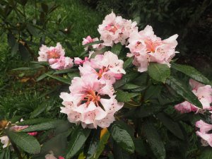 Rhododendron fulvum (KR 10084)