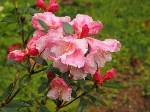 Rhododendron ‘Vuna'
