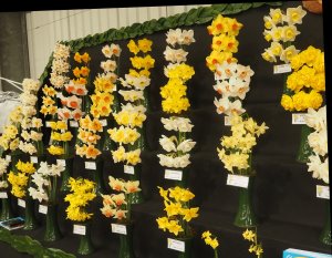 R&A Scamp’s daffodil exhibit