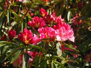 Rhododendron ‘Broughtonii’