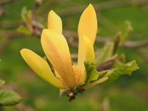 Magnolia ‘Sunray’