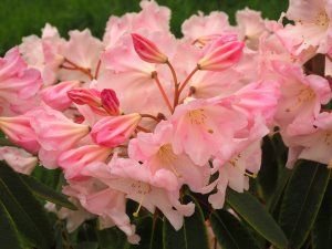 Rhododendron loderi ‘Sir Edmund’