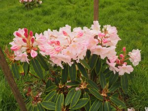 Rhododendron loderi ‘Sir Edmund’