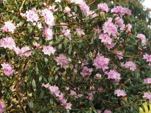 Rhododendron davidsonianum