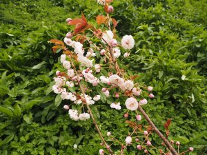 Prunus ‘Spring Show’