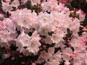 Rhododendron ‘Tinner’s Blush’