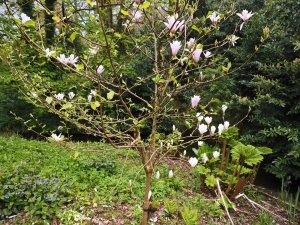 magnolia with two additional topgrafts