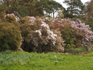 Rhododendron triflorum