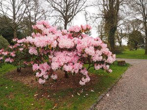Rhododendron loderi ‘Gamechick'