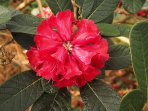 Rhododendron mallotum