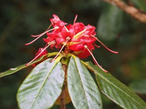 Rhododendron pocophorum