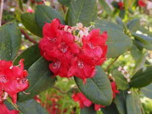 Rhododendron ‘Shilsonii’