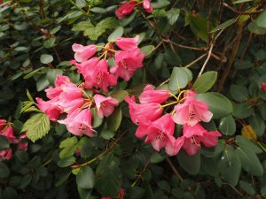 Rhododendron williamsianum hybrid