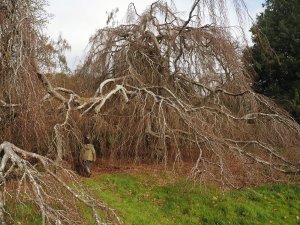 The amazing 200 year old (grafted) weeping beech. (Fagus sylvatica ‘Pendula’)
