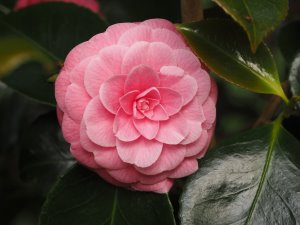 Camellia japonica ‘Willamina’