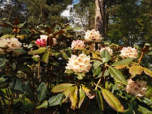 Rhododendron arizelum ‘Ardkinglas’