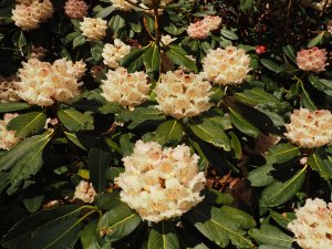 Rhododendron arizelum