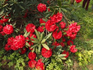 Rhododendron ‘Etta Burrows’