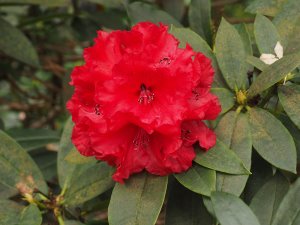 Rhododendron ‘Grace Seabrook’