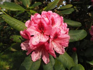 Rhododendron ‘Mrs G.W.Leak’
