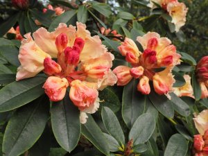 Rhododendron ‘Horizon’ Monarch’