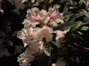 Rhododendron ‘Loders White’