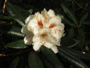 Rhododendron ‘Phyllis Korn’