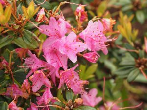 Rhododendron ‘Pintail’