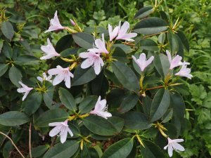 Rhododendron wilsonii