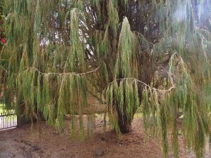 Juniperus recurva ‘Castlewellan’