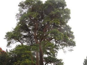 Pinus sylvestris ‘Aurea’