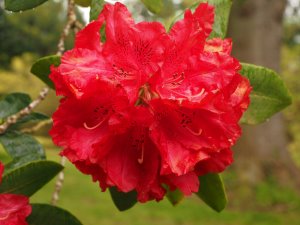 Rhododendron ‘Bagshot Ruby’