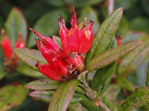 Rhododendron spinuliferum