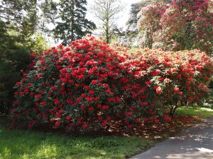 superb rhododendron on the main drive