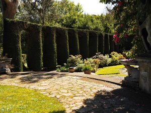 arched yew hedges