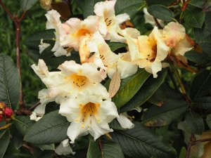 Rhododendron ‘Chick Lima’