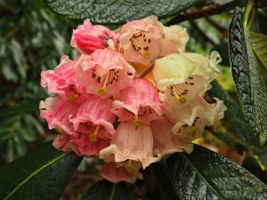 Rhododendron eximium