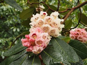 Rhododendron eximium