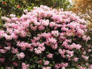 Rhododendron ‘High Sheriff’