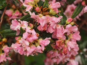 Rhododendron tephropeplum