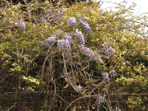 wisteria now nearly full out
