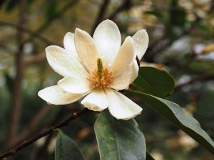 Magnolia laevifolia ‘Fairy Cream’