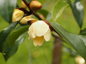 Magnolia laevifolia ‘Kunming’