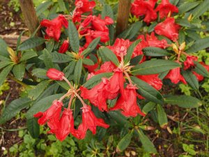Rhododendron ‘May Day’