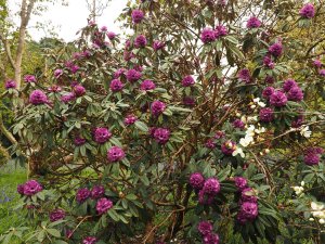 Rhododendron niveum