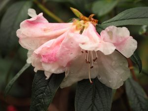 Rhododendron ‘Tinkerbird’
