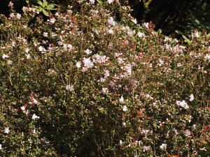 Rhododendron ovatum