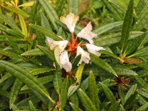 Rhododendron roxieanum