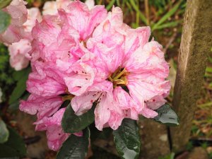 Rhododendron wallichii (EX 20587)