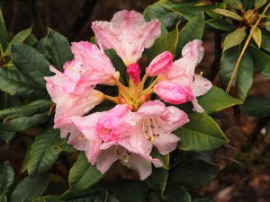 Rhododendron bureavii (AC 2072)